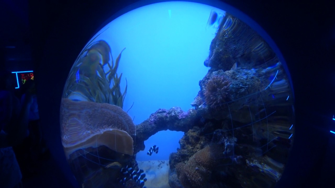 Центр океанографии и морской биологии Дельфиния